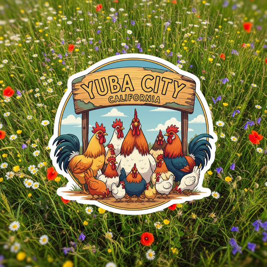 Yuba City Farming Chickens!